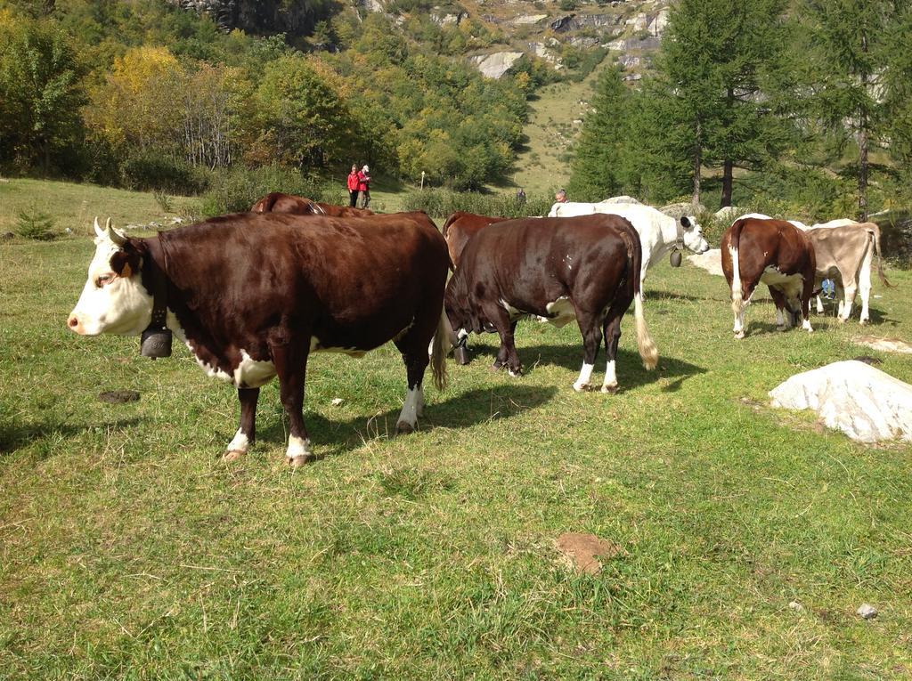 B&B Monte Giove Formazza Exterior photo